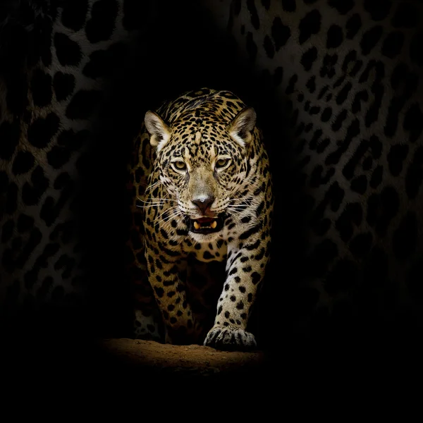 Retrato de leopardo — Fotografia de Stock