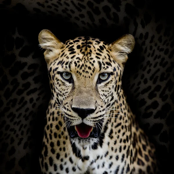 Leopardí portrét — Stock fotografie