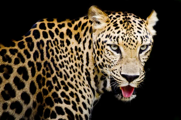 Primer retrato de leopardo con ojos intensos —  Fotos de Stock