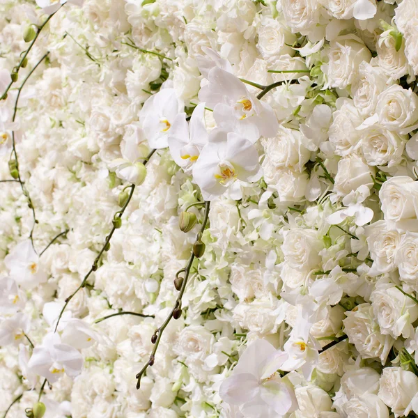 Spring blossom background - abstract floral border of white flow — Stock Photo, Image