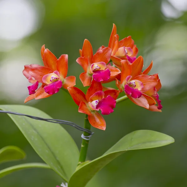 Colori arancio e rosa orchidea — Foto Stock