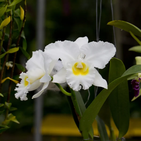 Orchidea bianca — Foto Stock