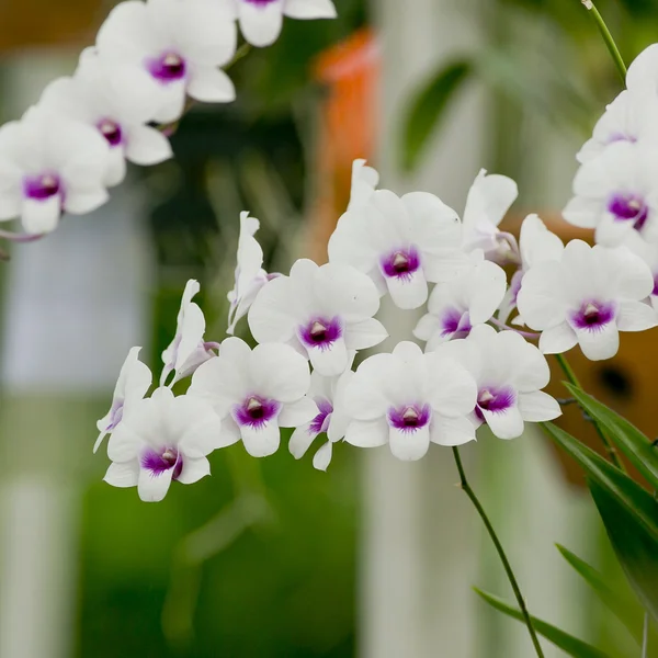 Orchidea bianca — Foto Stock