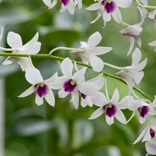 Orchidea bianca e viola — Foto Stock