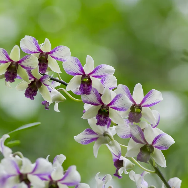 Orchidea bianca e viola — Foto Stock