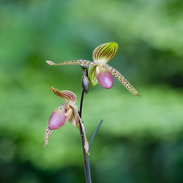 Fiori di orchidea rosa — Foto Stock