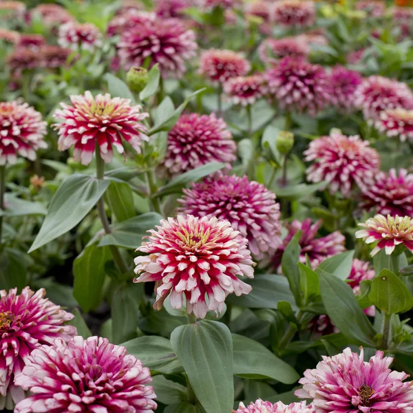 Hermosas flores rosadas — Foto de Stock