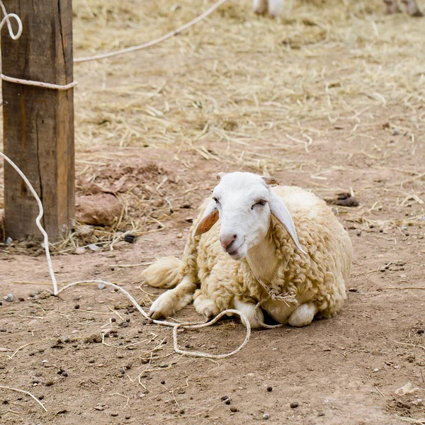 Moutons blancs — Photo