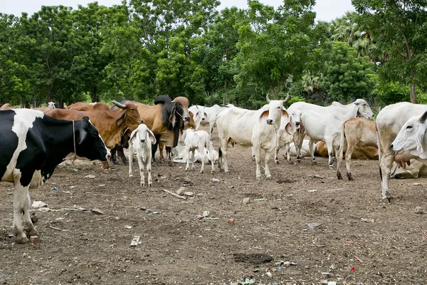 Cows on farmland — Stock Photo, Image