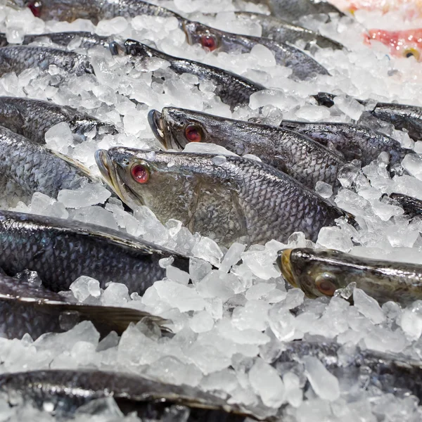 Fresh fishes on ice at the fish market — Stock Photo, Image