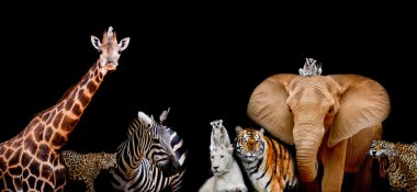 A group of animals are together on a black background with text  clipart
