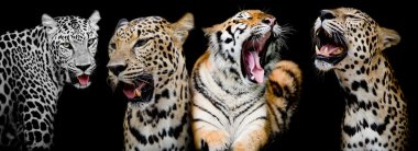 Kaplanlar ve leopar Portreler koleksiyonu. (Ve fin
