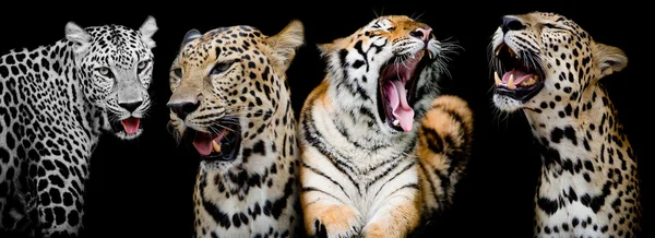 Coleção de retratos de tigres e leopardos. (E você poderia barbatana — Fotografia de Stock