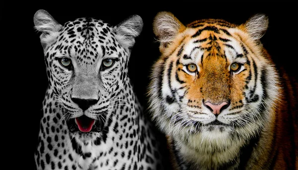 Das Gesicht von Leopard und Tiger. (und Sie könnten mehr finden ani — Stockfoto