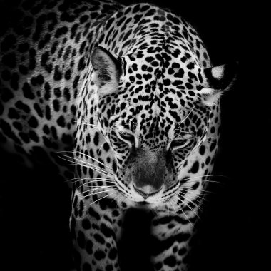 Jaguar portre kadar kapatın