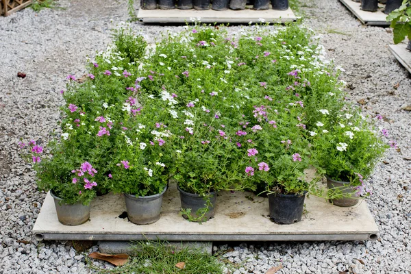 Tuinieren van de bloem — Stockfoto