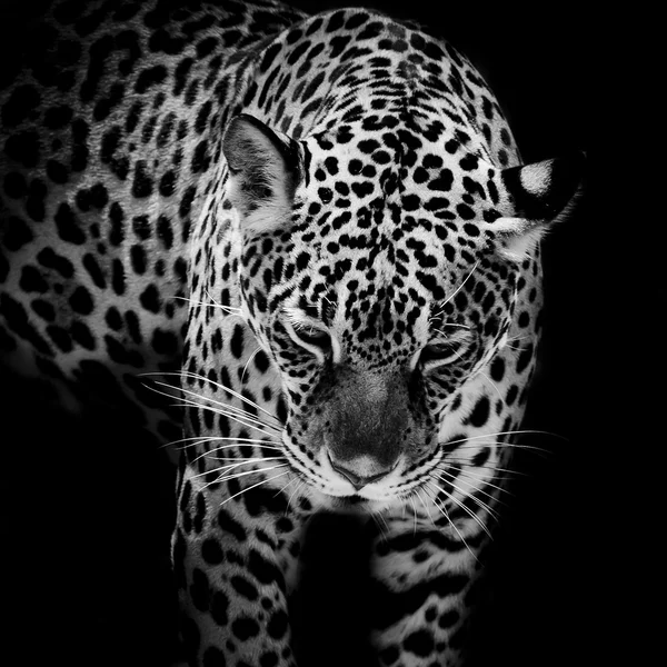 Close up Jaguar Retrato — Fotografia de Stock