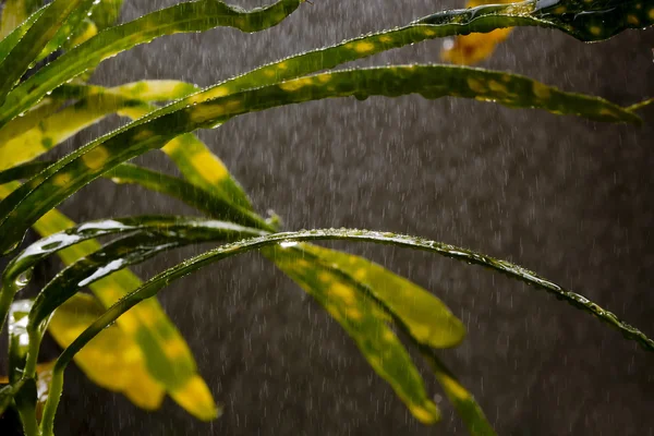 Tráva v zahradě na déšť — Stock fotografie