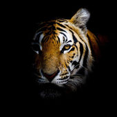 Tiger  background