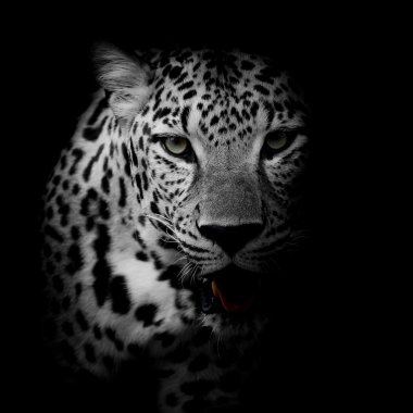 Leopar portre kadar kapatın