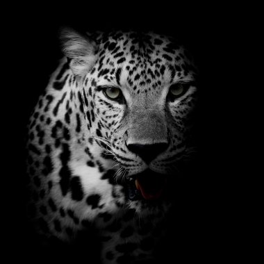 close up Leopard Portrait clipart