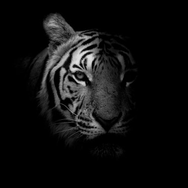 Tiger  background