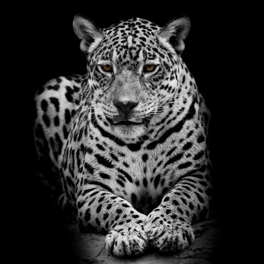 leopar portre