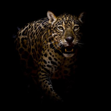 leopar portre