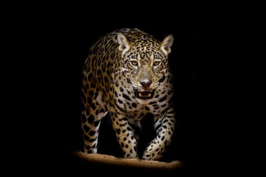 Jaguar portre