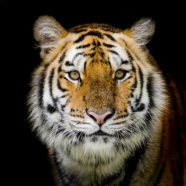 Tiger bakgrund — Stockfoto