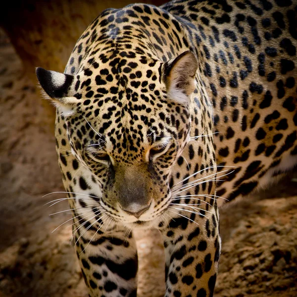 Bliska Jaguar portret — Zdjęcie stockowe