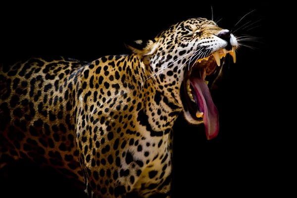 Close up Jaguar Retrato — Fotografia de Stock