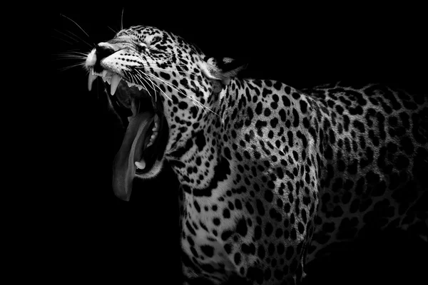 Close up Jaguar Retrato — Fotografia de Stock