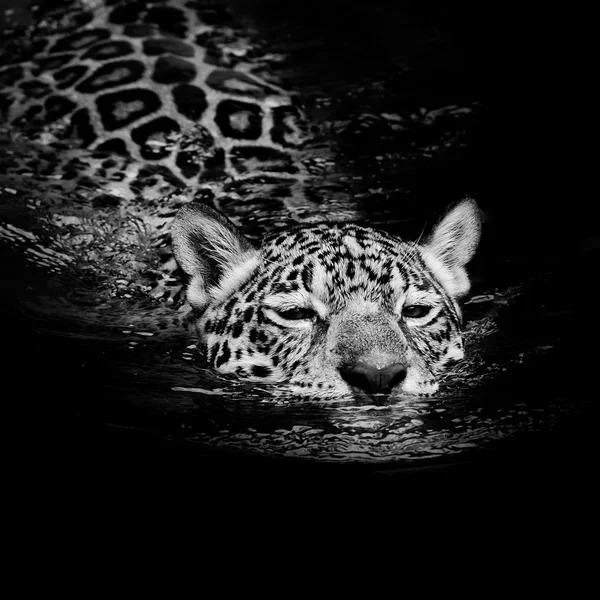 Jaguar plavat — Stock fotografie