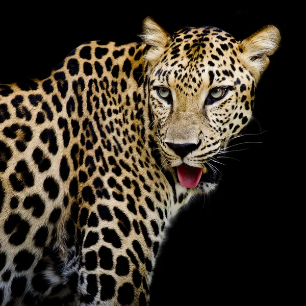 Leopard portrait — Stock Photo, Image