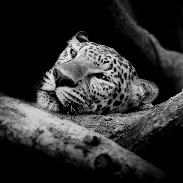 Nahaufnahme schläfriges Leoparden-Porträt — Stockfoto
