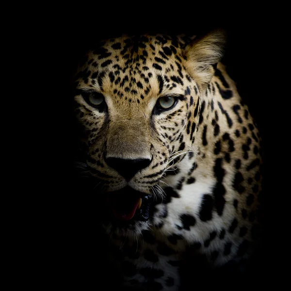Close up Retrato de leopardo — Fotografia de Stock