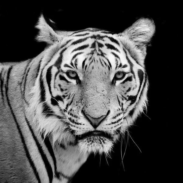 Tigre, retrato de um tigre de bengala . — Fotografia de Stock