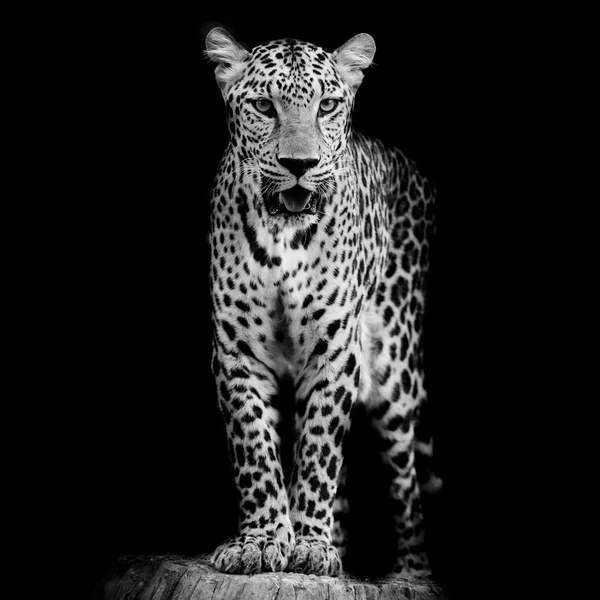 Zblízka portrétní Leopard — Stock fotografie