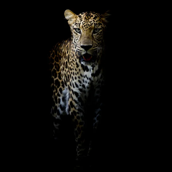 Zblízka portrétní Leopard — Stock fotografie