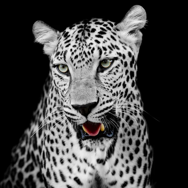 Leopardportrett – stockfoto