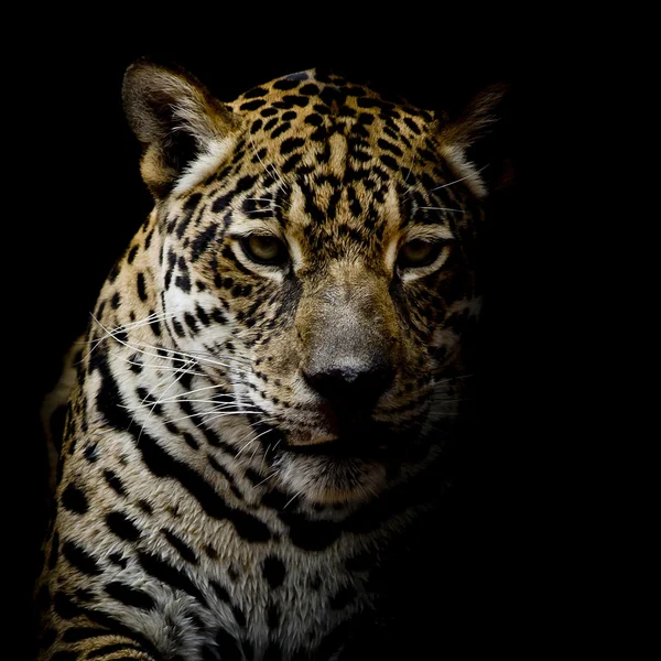 Leopar portre — Stok fotoğraf