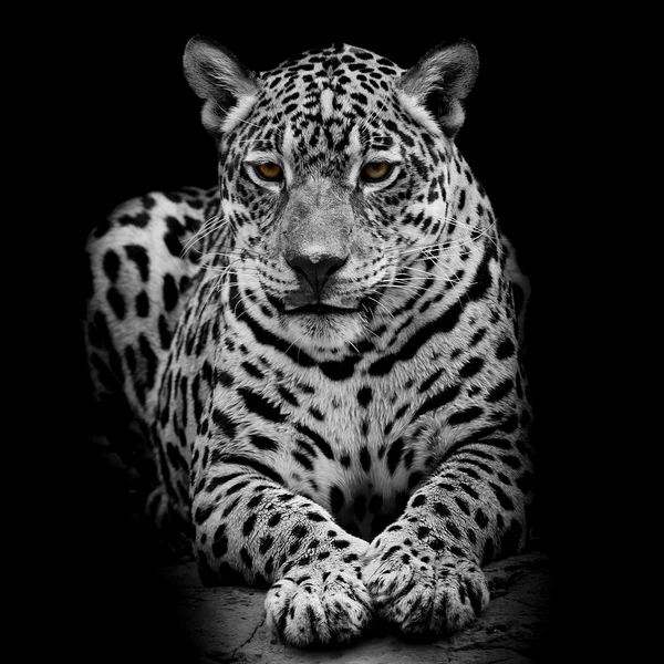 Retrato de leopardo — Fotografia de Stock