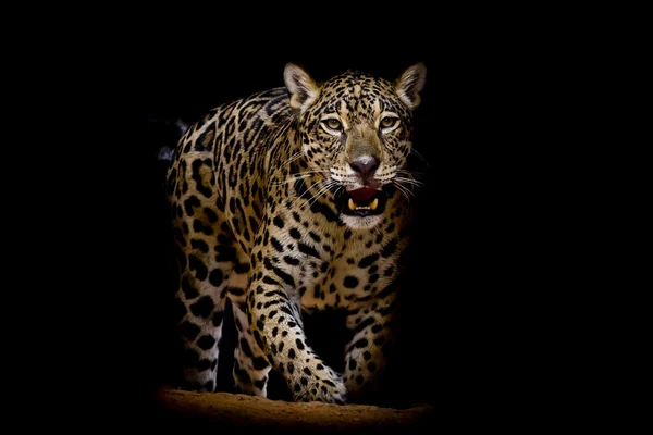 Leopar portre — Stok fotoğraf