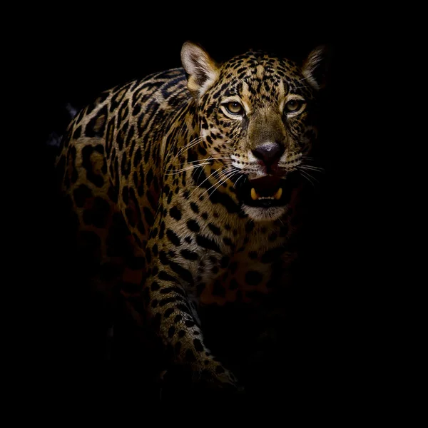 Retrato de leopardo — Fotografia de Stock