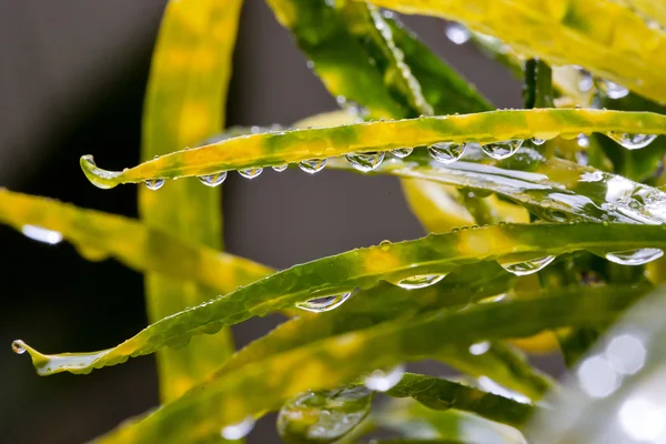 Hierba en el jardín para la lluvia —  Fotos de Stock