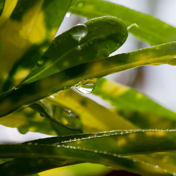Трава в саду для дождя — стоковое фото