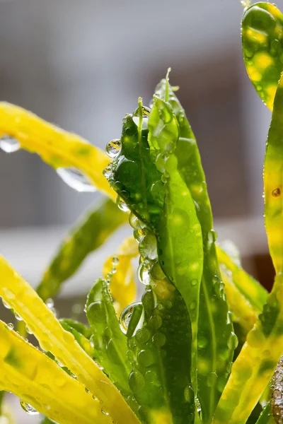 Hierba en el jardín para la lluvia —  Fotos de Stock