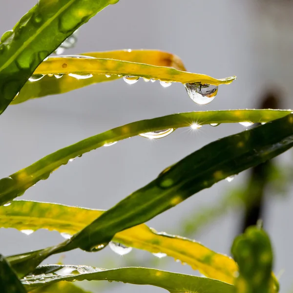 Hierba en el jardín para la lluvia —  Fotos de Stock