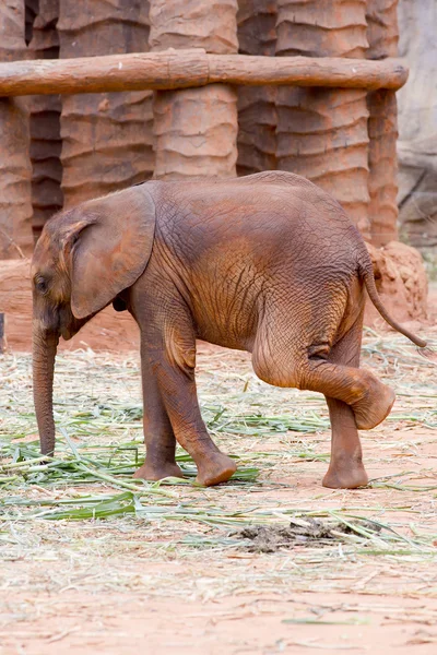 Baby elephant — Stock Photo, Image